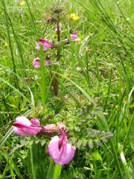 Attēlu rezultāti vaicājumam “Pedicularis palustris”