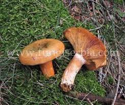 Attēlu rezultāti vaicājumam “Lactarius deterrimus”