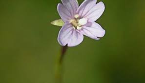 Attēlu rezultāti vaicājumam “Eleocharis uniglumis flower”