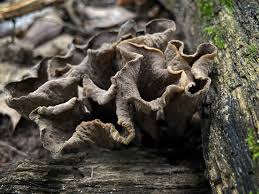 Attēlu rezultāti vaicājumam “Craterium minutum cf. var. brunneum stalked”