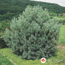 Attēlu rezultāti vaicājumam “Pinus sylvestris var. borussica”