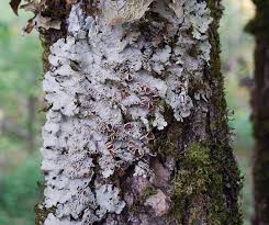 Attēlu rezultāti vaicājumam “Lobaria amplissima”