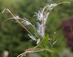 Attēlu rezultāti vaicājumam “Epilobium roseum leaf”