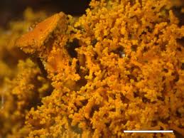 Attēlu rezultāti vaicājumam “Xanthoria candelaria”