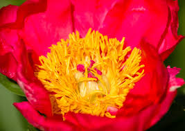 Image result for Pfingstrose