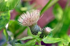 Attēlu rezultāti vaicājumam “Cirsium oleraceum flower”