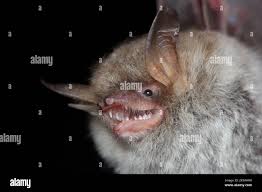 Attēlu rezultāti vaicājumam “Myotis nattereri”