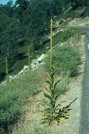 Attēlu rezultāti vaicājumam “Verbascum thapsus leaf”