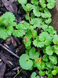 Attēlu rezultāti vaicājumam “Liposthenes glechomae”