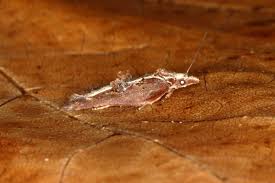 Attēlu rezultāti vaicājumam “Acleris cristana”