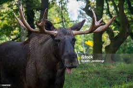 Attēlu rezultāti vaicājumam “Alces alces”