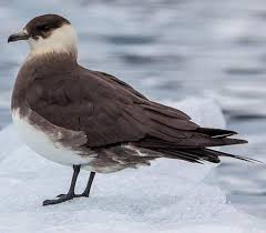 Attēlu rezultāti vaicājumam “Stercorarius parasiticus adult”