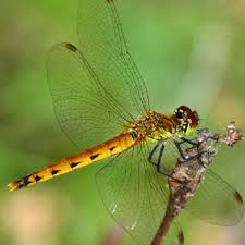 Attēlu rezultāti vaicājumam “Sympetrum”