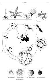 Attēlu rezultāti vaicājumam “Nostoc commune cells”