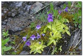 Attēlu rezultāti vaicājumam “Pinguicula vulgaris”