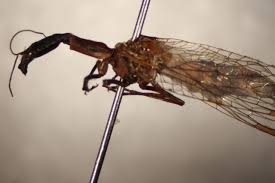 Attēlu rezultāti vaicājumam “Raphidioptera imago”