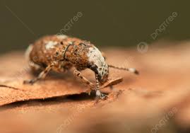 Attēlu rezultāti vaicājumam “Platystomos albinus”