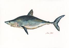 Image result for Lamna nasus