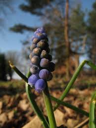 Attēlu rezultāti vaicājumam “Muscari botryoides”