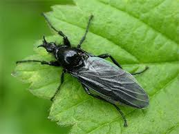 Attēlu rezultāti vaicājumam “Bibionidae female”