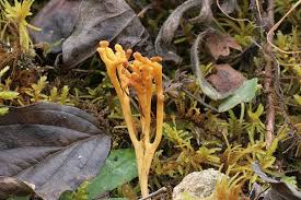 Attēlu rezultāti vaicājumam “Ramariopsis crocea”