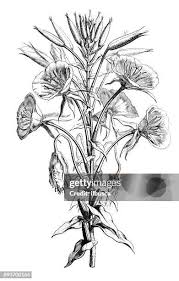 Attēlu rezultāti vaicājumam “Oenothera biennis bud”