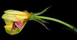 Attēlu rezultāti vaicājumam “Oenothera biennis bud”