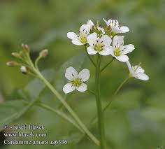 Attēlu rezultāti vaicājumam “Cardamine amara flower”