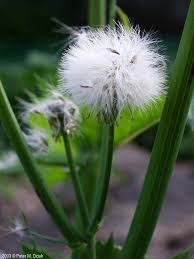 Attēlu rezultāti vaicājumam “Sonchus oleraceus”