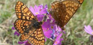 Attēlu rezultāti vaicājumam “Euphydrias aurinia”