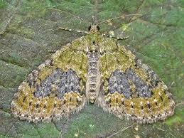 Attēlu rezultāti vaicājumam “Trichopteryx carpinata”