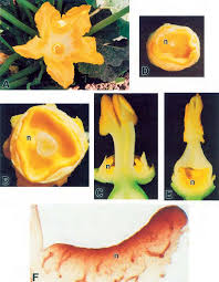 Attēlu rezultāti vaicājumam “Cucurbita pepo”