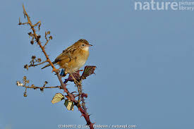 Image result for Cisticola juncidis