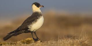 Image result for Stercorarius skua