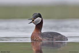 Attēlu rezultāti vaicājumam “Podiceps grisegena”