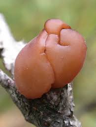 Attēlu rezultāti vaicājumam “Exidia repanda”