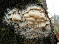 Attēlu rezultāti vaicājumam “Skeletocutis brevispora”