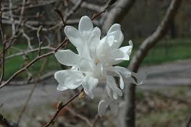 Attēlu rezultāti vaicājumam “Magnolia x loebneri”