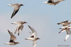 Attēlu rezultāti vaicājumam “Pluvialis squatarola”