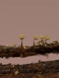 Attēlu rezultāti vaicājumam “Cribraria macrocarpa”