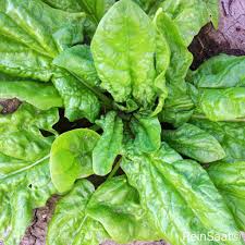 Image result for Spinat