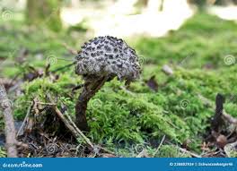 Attēlu rezultāti vaicājumam “Strobilomyces strobilaceus”