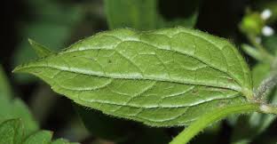 Attēlu rezultāti vaicājumam “Galinsoga quadriradiata leaf”