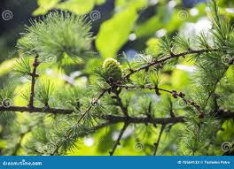 Attēlu rezultāti vaicājumam “Larix decidua var. polonica”