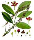 File:<b>Pilocarpus</b> pennatifolius