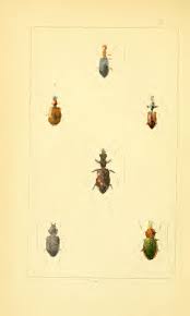 Attēlu rezultāti vaicājumam “Dasytes caeruleus imago”