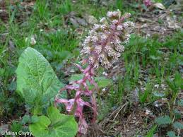 Attēlu rezultāti vaicājumam “Petasites hybridus”