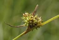 Attēlu rezultāti vaicājumam “Carex viridula”