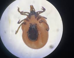 Attēlu rezultāti vaicājumam “Ixodes male”