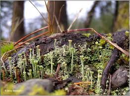 Attēlu rezultāti vaicājumam “Cladonia ochrochlora”